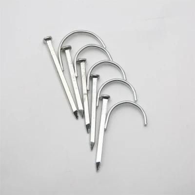 Quality 6 Points Plus Hard Lgalvanized Hook Nails