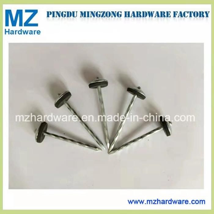 Big Head Flat Head Clout Roofing Nail Electro-Galvanized Clout Nail Roofing Nail