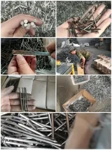 Polished Common Nail Factory with Best Quality