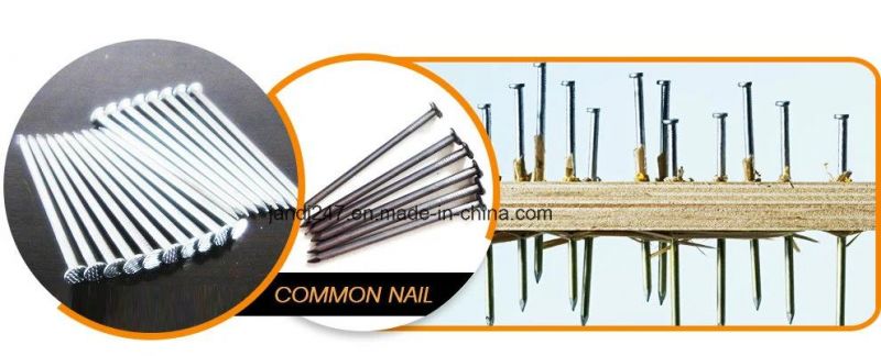 Guangzhou 1" 2" 3" Construction Iron Nails for Decoration