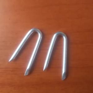 Cheap Price Galvanized U Type Fence Nail