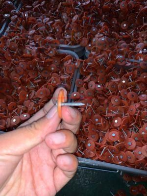 1&quot; 2000PCS/Bucket Plastic Cap Nails