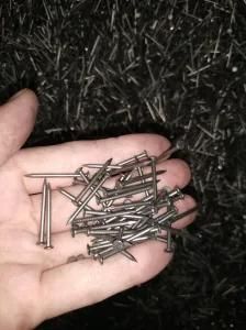 Common Nail Iron Nails Professional Manufacturer with Best Price