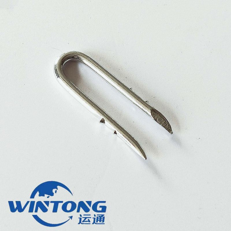 Square Head U-Shaped Iron Nail, Cold Drawn U-Nail, U-Shaped Steel Nail Manufacturer