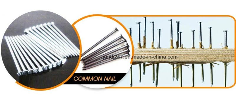 China Supply Comon Wire Nail for Constuction