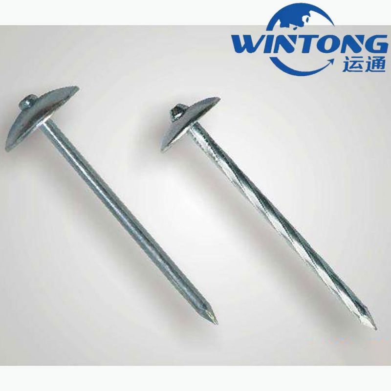 Grade Galvanized Steel Screw Bolt & Nut Concrete /Wholesale Collated Roofing/ Moulding Insulation/Nails