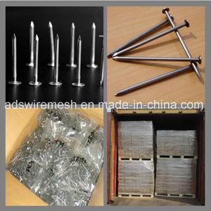 Common Iron Nails with Head/Galvanized Concrete Steel Nails / Cement Nails