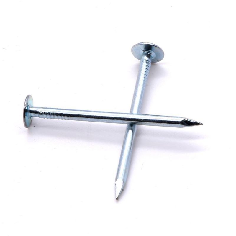 Ceiling Nail/Clout Nail/Common Eg Large Head Clout Nail