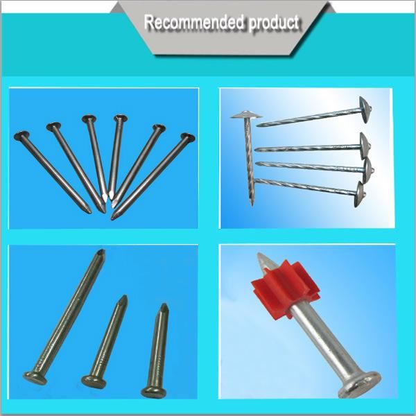 Guangzhou High Quality Square Boat Nail