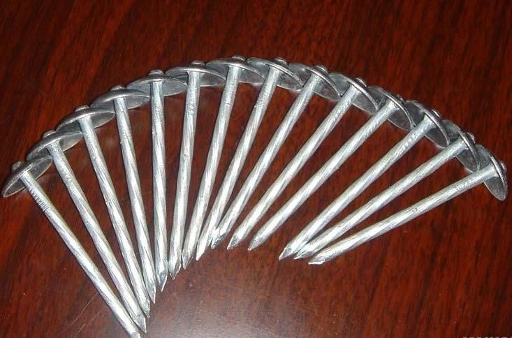 Galvanized Concrete Roofing Nails Wire Nail with High Quality and Competition Price Stainless Steel Nails in China