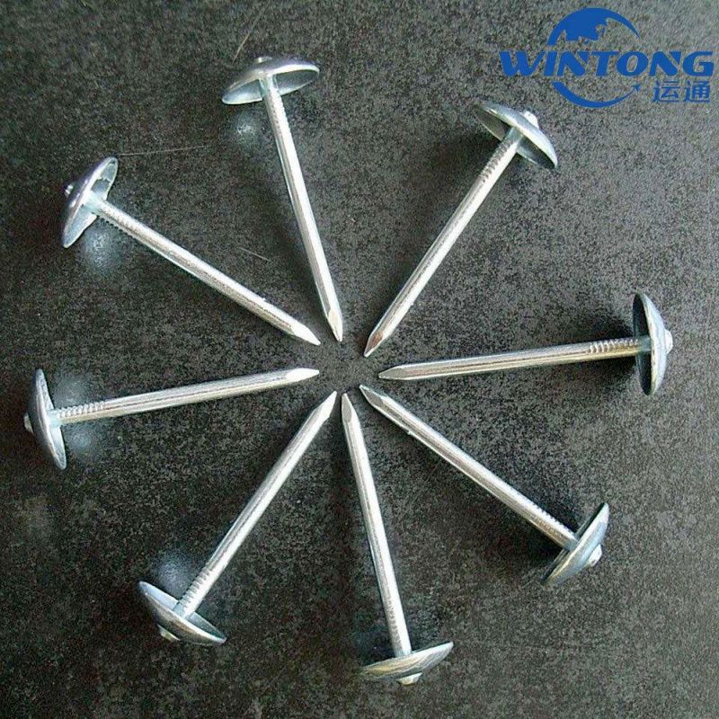 Roofing Nail Umbrella Head Smooth Shank Twisted Shank From Factory