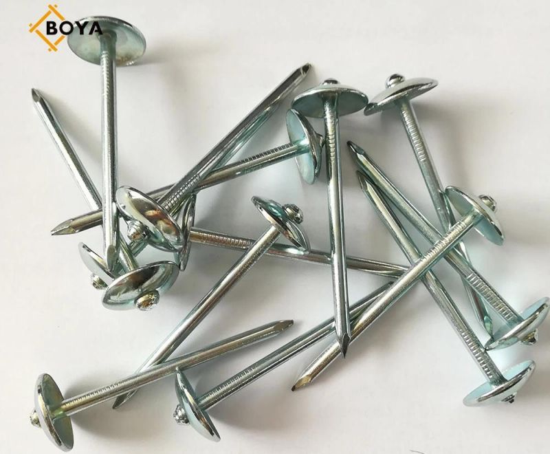 Large Head Galvanized Umbrella Roofing Nails/Concrete Nails/Common Nail Umbrella Nail Made in China