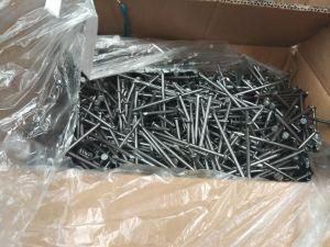 Wire Nail/ Iron Nail