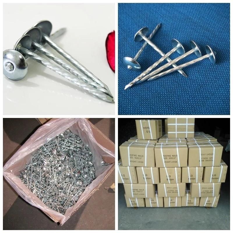 Ghana/Nigeria/Benin Market Galvanized Umbrella Roofing Nails