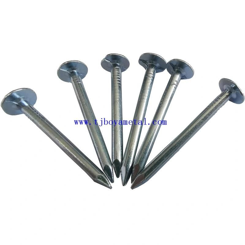 High Quality Flat Bottom Hat China Factory Polished Galvanized Building Furniture Common Round Big Head Clout Nail