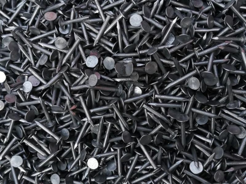 Hot Sale Electro Galvanizeed Common Nail for Construction