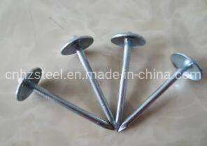 China Factory Price Iron Nail / Electro Galvanized Umbrella Head Roofing Nail