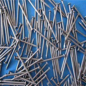 Tym High Quality Galvanized Common Nails