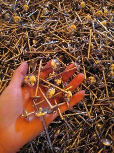 All Sizes Bwg9/10/11/12 Zinc Galvanized Roofing Nail