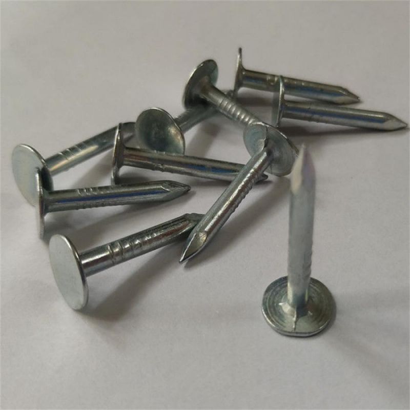 Customizable Polished Linoleum Nail with Large Cap Nails