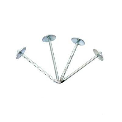 South Africa Market Galvanized Plain Shank Roofing Nail