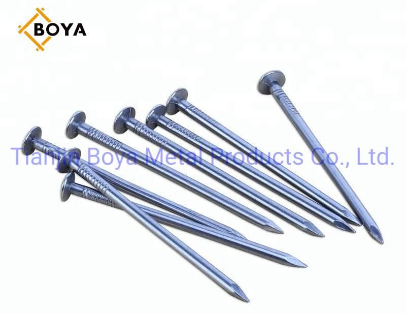 Best Quality Carbon Steel Common Iron Nail/Galvanized Nail/Building Nail/Hardware
