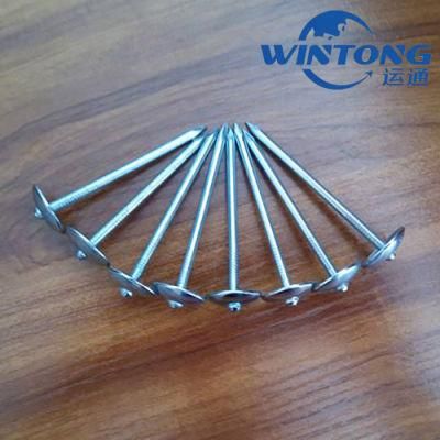 Umbrella Head Roofing Nail Roofing Nails Electro Galvanized Roofing Nail