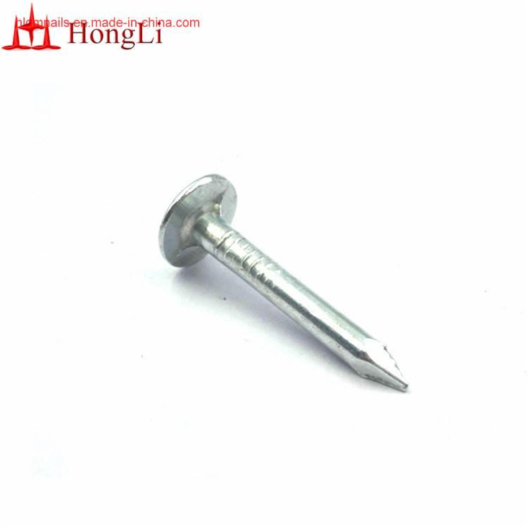 Hot DIP Galvanized Clout Nails /Hight Quality for Us Market