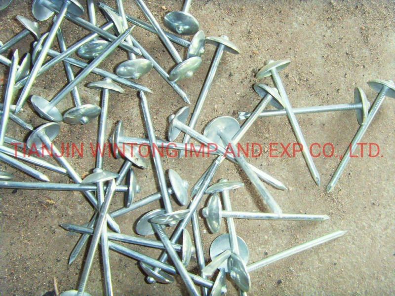 Common Polished Galvanized Iron Nail for Woodworking in Building Formwork