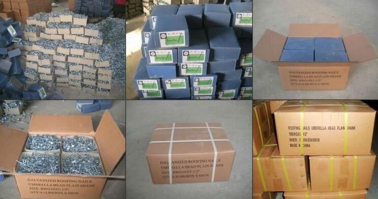 Factory OEM Common Galvanized Iron Polished Nail