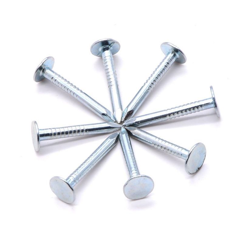 Ceiling Nail/Clout Nail/Common Eg Large Head Clout Nail