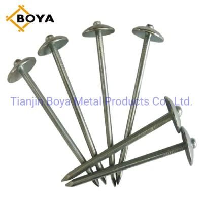 Large Head Galvanized Umbrella Roofing Nails/Concrete Nails/Common Nail Umbrella Nail Made in China