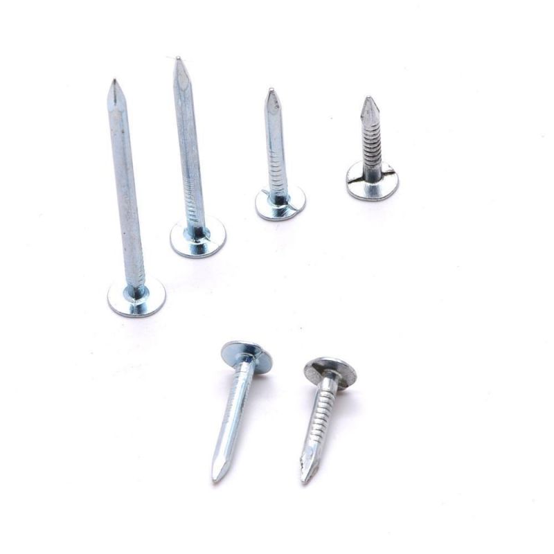 Ceiling Nail/Clout Nail/Common Eg Large Head Clout Nail