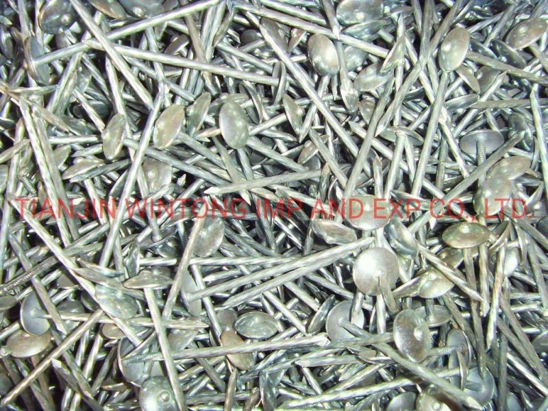 Common Polished Galvanized Iron Nail for Woodworking in Building Formwork
