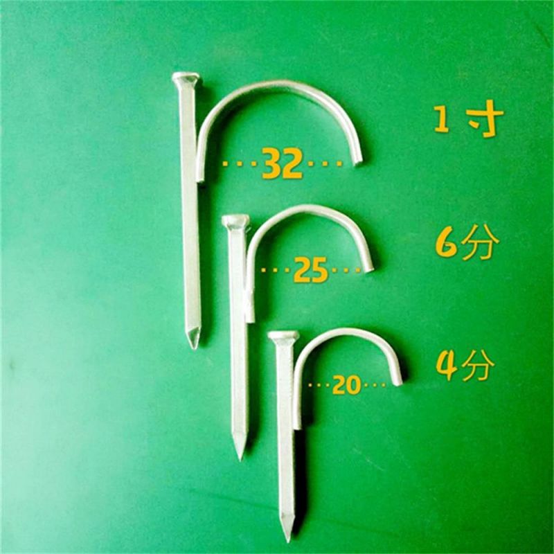 Quality 6 Points Plus Hard Lgalvanized Hook Nails