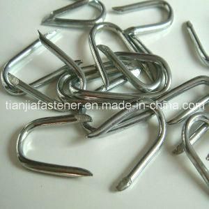 Galvanized U Type Nail, Fence Staple