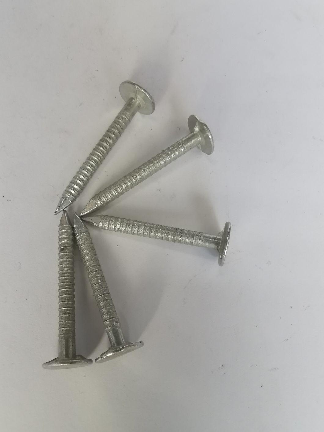 Ring Shank Steel Wire Common Nails with Factory Price